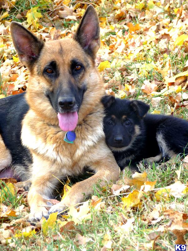 Well Socialized CLASSIC BLACK/TAN AKC German Shepherd Puppies Ready November 2010